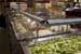 foodbar-salad_17